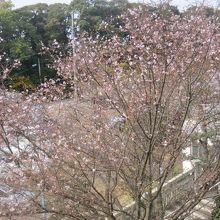 四季桜