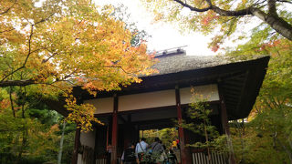 多宝塔と紅葉のコラボは美しい