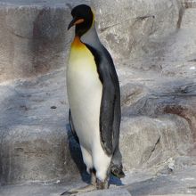 四国で飼育されているたった１匹のキングペンギン。