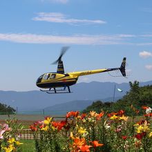 ゆり園とヘリ