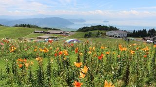 ゆり越しに琵琶湖が遠望