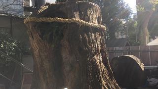 生田神社本殿右奥のご神木