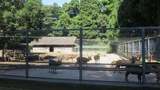 鹿がたくさん