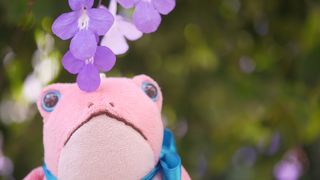 広い温室に咲き誇る花