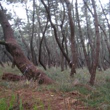 体が斜めになっちゃう松の道です