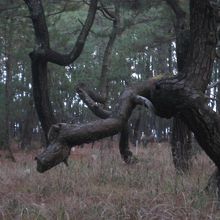 象に見えませんか？