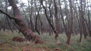 きれいな松の並木