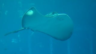 日本にもある水族館だな