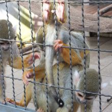 可愛いリスザルたちです。