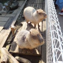 大きなネズミ「カピバラ」です。