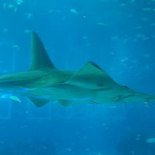 大きな水槽を魚たちがゆうゆうと泳ぐ