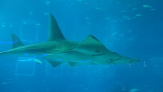 素晴らしい水族館