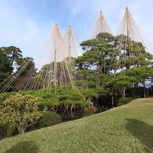 雪吊りと言えばこの松ですね