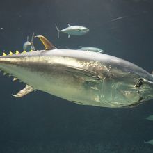 狭い水槽で、Uターンを余儀なくされているマグロ