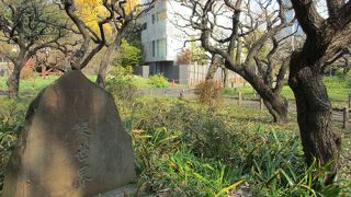 芝公園内に植えられています