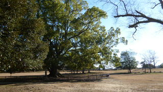 春日大社参拝の後に。