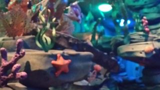 リトルマーメードの世界