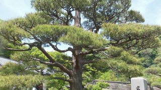 素晴らしい庭園です