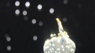 小さいお子様におすすめ