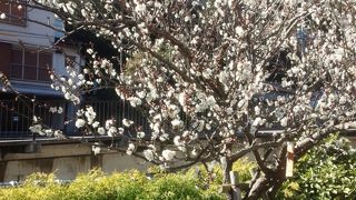 新春の熱海梅園