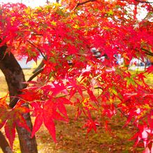 綺麗なもみじは多国籍の方が写真撮ってました♪