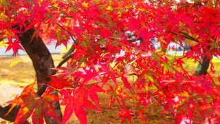 紅葉シーズンは多国籍