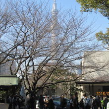 境内からスカイツリーが見えます。