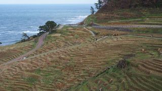 海岸へと続く千枚田