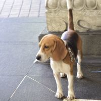 爆弾探知犬がお迎えしてくれます。