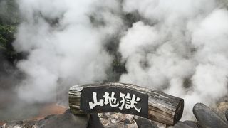 カバやフラミンゴがいます