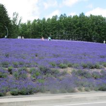駐車場のお隣の風景