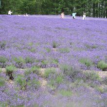 美しいラベンダ−を堪能しました。