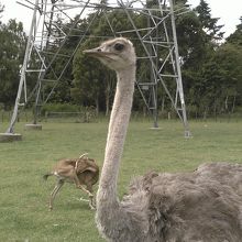 カメラ目線が決まってます