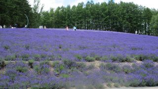 富良野と言えばの代名詞的存在