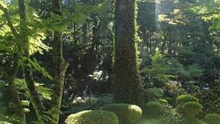 正式名称は、三千院有清園庭園及び聚碧園庭園というらしく、２つの側面で庭園が作られているとの事です。杉の木立とスギゴケを中心として特徴的な庭園です。