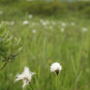 ワタスゲの花