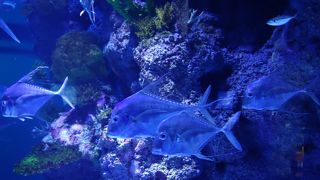 リゾートワールドセントーサにある