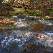 鳥海山まりもという珍しい緑の水苔も