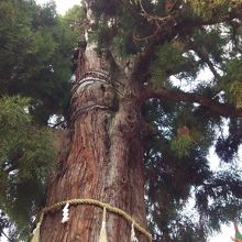 大神様はこの大杉の奥にお遷りとのこと