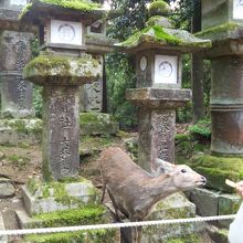 可愛らしい鹿たちに皆はほっこり