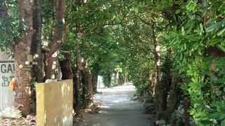 癒されるフクギ並木