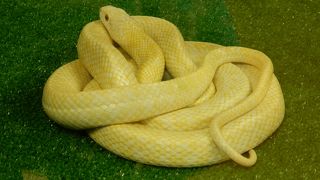 縁起が良い「白へび」　黄金色にも見えます。