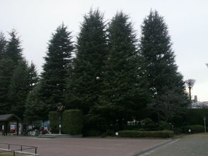 世田谷公園の処々に、緑豊かな樹木林があります。