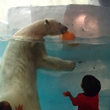 暴れる白クマ。笑