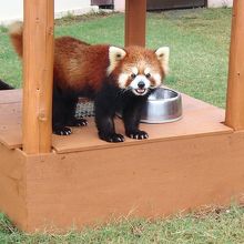 実は本当の暴れん坊はこのレッサーでした。