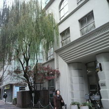 泰明小学校のの玄関の西側に生い茂っている銀座の柳二世です。