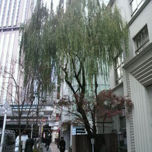 みゆき通り沿いに生い茂っている銀座の柳二世の姿です。