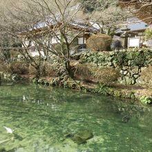 大寧寺の綺麗になった池