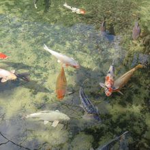 大寧寺の池の鯉