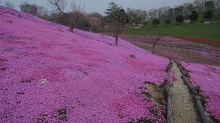 芝桜が綺麗な遠軽の公園